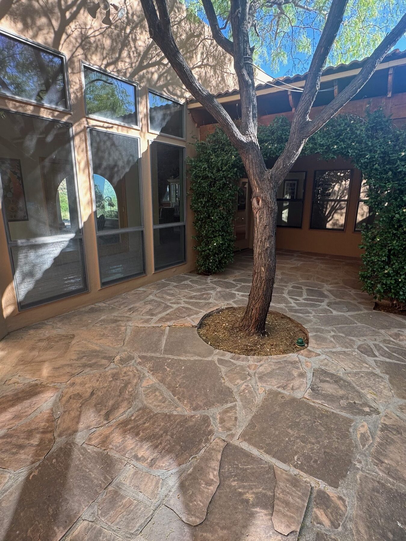 Before: Las Cruces courtyard with declining mesquite tree and old flagstone patio