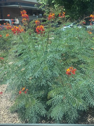 Red Bird of Paradise shrub with orange and yellow blooms growing on a Las Cruces property