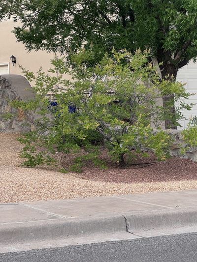 Butterfly Bush shrub in bloom on a Las Cruces property