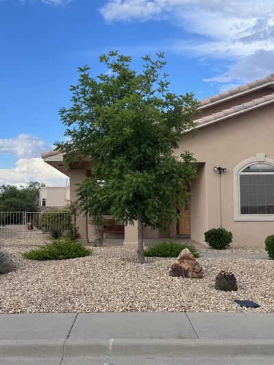 Young Chinese Pistache shade tree planted in front of a Las Cruces home