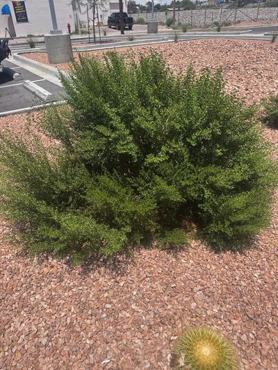 Creosotebush shrub growing on a Las Cruces property