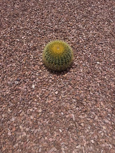Golden Barrel Cactus planted in a decomposed granite rock bed in Las Cruces