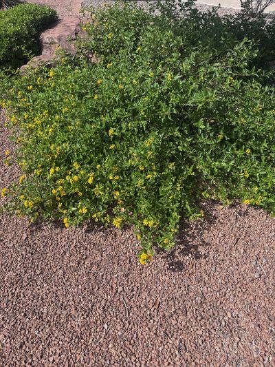 Yellow-flowering Lantana groundcover installed on a Las Cruces property by Brainard's Greenscapes