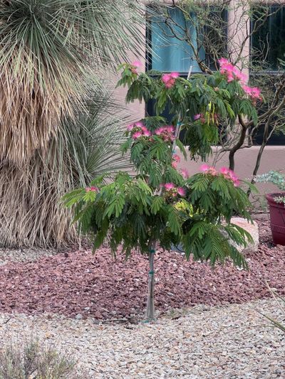 Mimosa (Silk Tree) with pink puffball flowers planted on a Las Cruces property