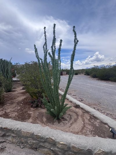 Ocotillo with tall spiny stems planted near a Las Cruces driveway