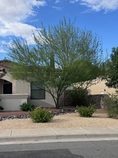 Palo Verde tree with its distinctive green trunk installed on a Las Cruces property by Brainard's Greenscapes