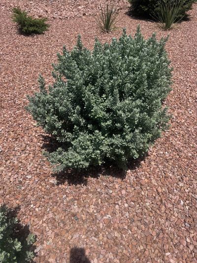 Purple Sage Compacta, a compact rounded xeriscape shrub, installed in a Las Cruces rock bed by Brainard's Greenscapes