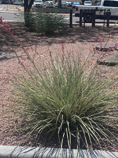 Red Yucca (Red Tipped Yucca) with coral-pink flower stalks blooming on a Las Cruces property