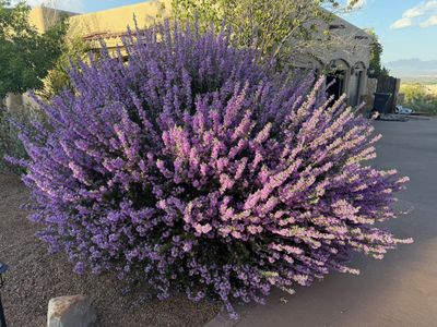 Texas Sage shrub covered in purple blooms growing on a Las Cruces property