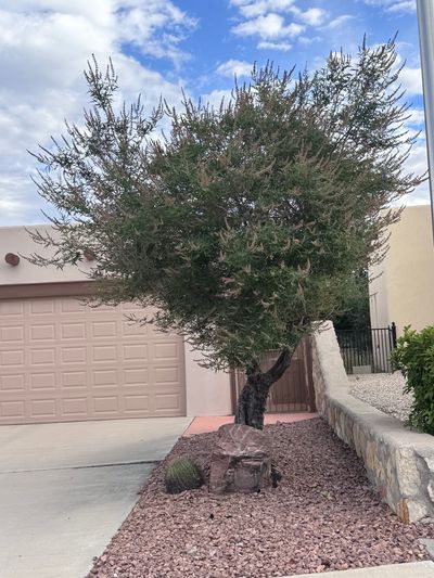 Vitex (Chaste Tree) in full purple bloom on a Las Cruces property