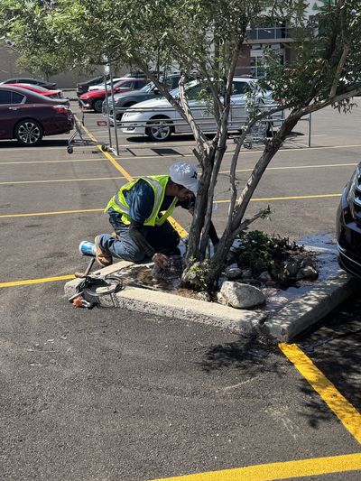Crew member trimming trees and maintaining commercial landscape beds