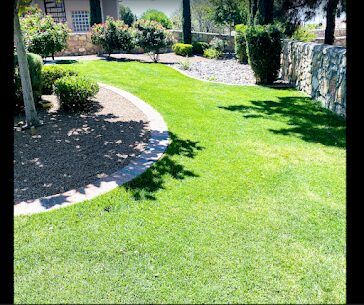 Lush green lawn with curving mulch border, stone wall, and Italian cypress trees