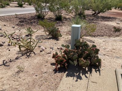 Desert lot with established native plantings before a drainage channel installation in Las Cruces