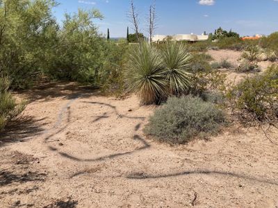 Spray-painted layout line marking a new drainage channel path through desert landscaping