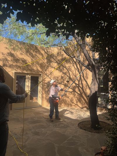Crew member rigging a mesquite tree with tag lines before a hazard tree removal in a Las Cruces courtyard