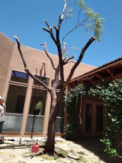 Mesquite tree reduced to bare branches during hazard tree removal in a Las Cruces courtyard