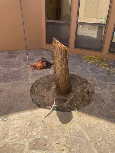 Tree stump cut flush to the ground after hazard tree removal on a Las Cruces courtyard patio