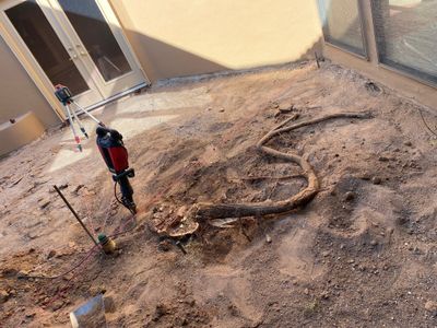 Exposed tree root system running under a demolished flagstone patio near a doorway in Las Cruces